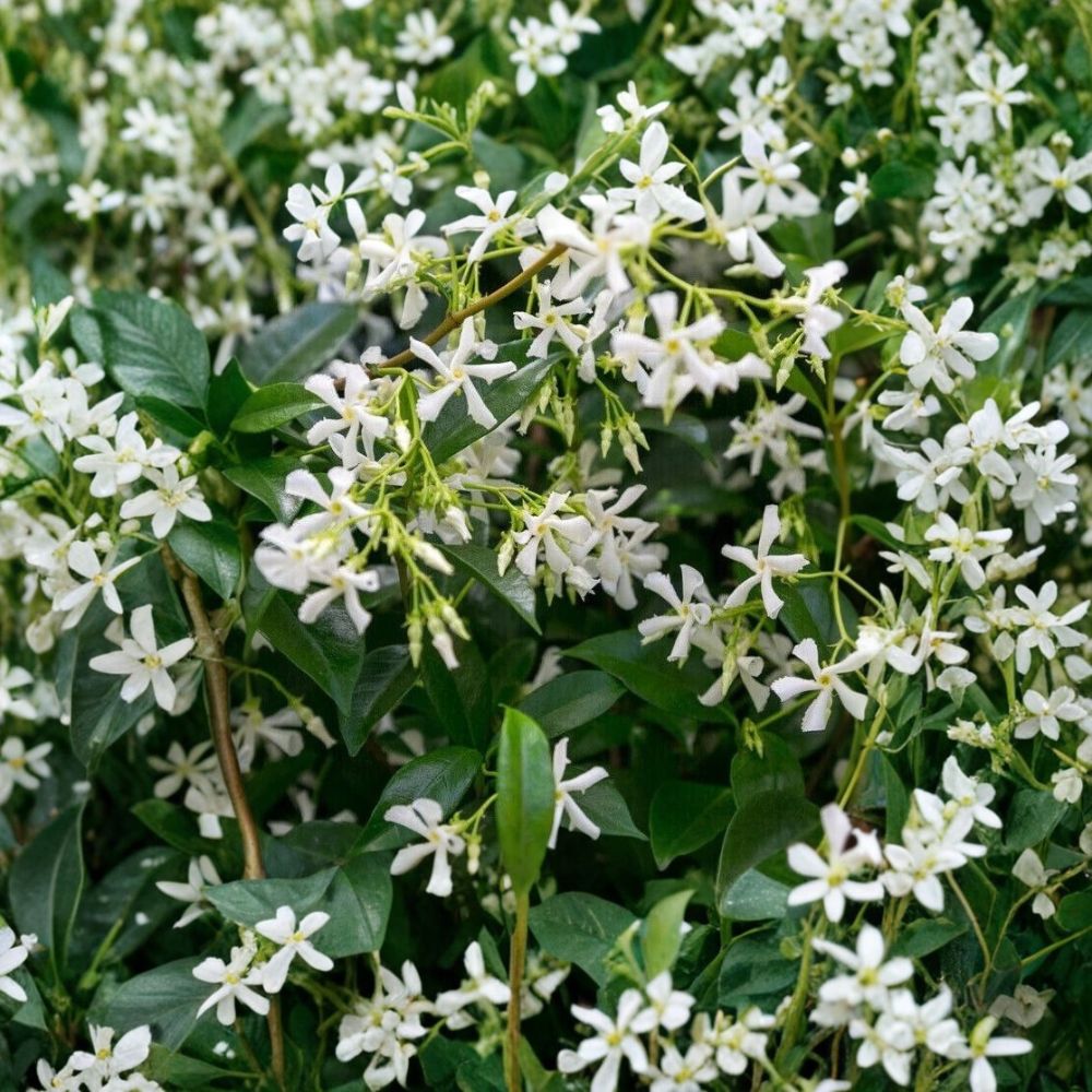 Star Jasmine Plant – Trachelospermum jasminoides Live Vine | 10 Inch Tall in 3 Inch Pot | Fragrant White Flower Climbing Plant Indoor Outdoor