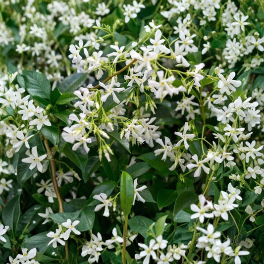 Star Jasmine Plant – Trachelospermum jasminoides Live Vine | 10 Inch Tall in 3 Inch Pot | Fragrant White Flower Climbing Plant Indoor Outdoor