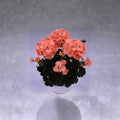 Black Velvet Salmon Geranium Seeds – 5 Zonal Pelargonium Seeds | Chocolate Foliage & Salmon Blooms | Patio Pot Friendly
