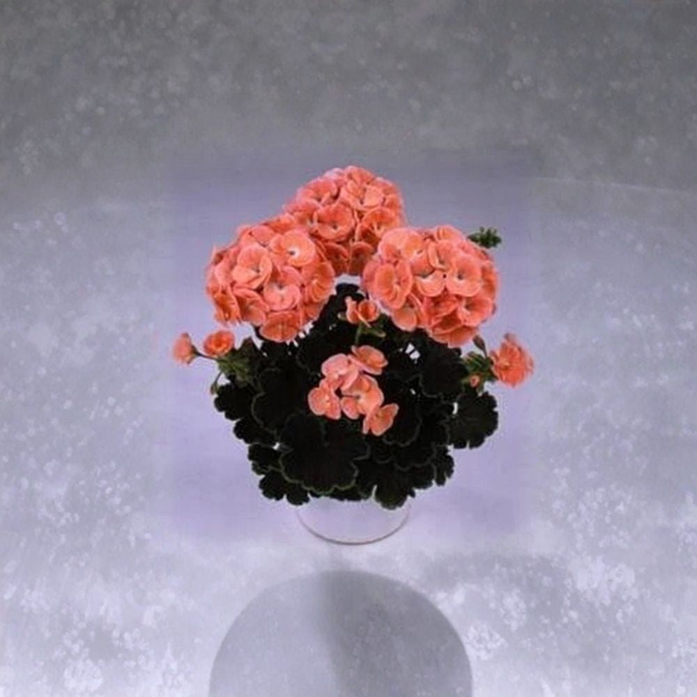 Black Velvet Salmon Geranium Seeds – 5 Zonal Pelargonium Seeds | Chocolate Foliage & Salmon Blooms | Patio Pot Friendly
