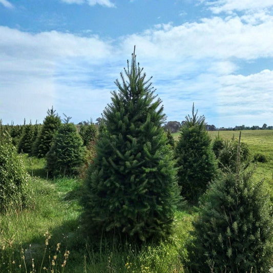 Douglas Fir – 2 Live Trees | Pseudotsuga menziesii | Evergreen Conifer | Christmas Tree Plant | Hardy Landscape Tree | Outdoor Garden