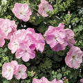 Pink Flame Geranium Starter Plant – Live Pelargonium with Vibrant Red & Pink Blooms