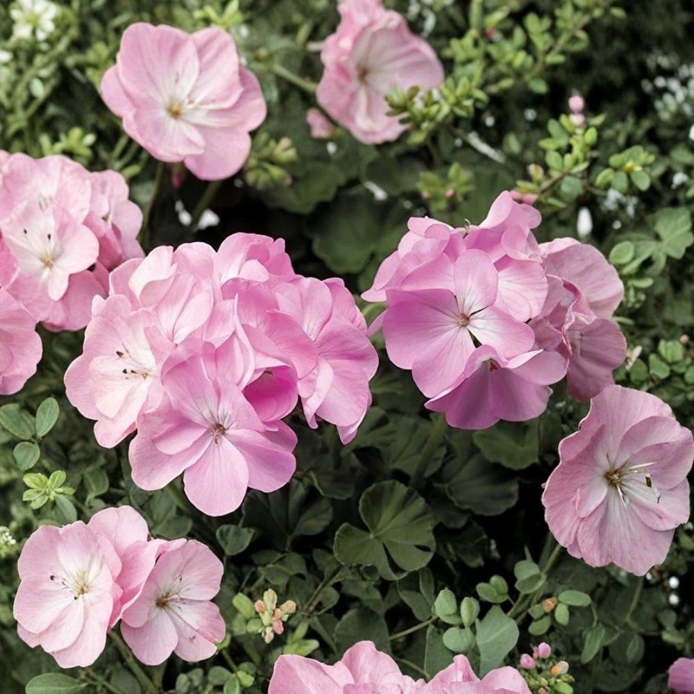 Pink Flame Geranium Starter Plant – Live Pelargonium with Vibrant Red & Pink Blooms