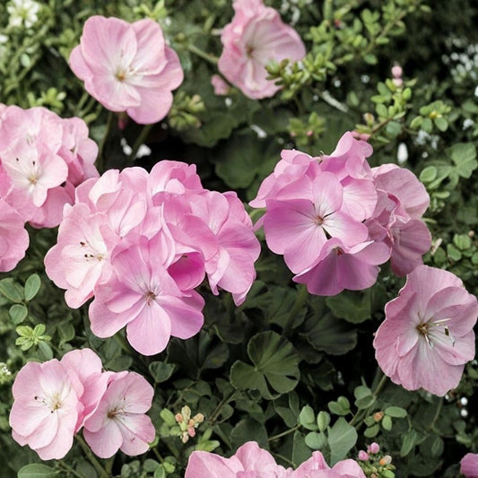 Pink Flame Geranium Starter Plant – Live Pelargonium with Vibrant Red & Pink Blooms