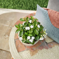 Crape Jasmine – Tabernaemontana divaricata Live Plant | 4 Inch Pot | Fragrant White Pinwheel Flowers | Indoor Outdoor Shrub