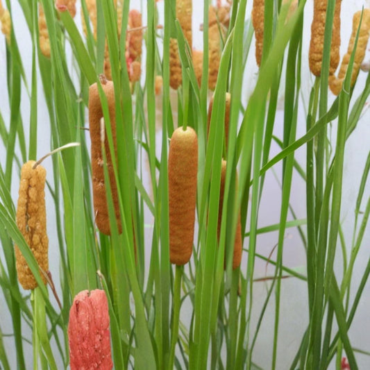 Live Cold Hardy Dwarf Cattail – Typha minima Aquatic Marginal Pond Plant | 14–20 Inches Tall | Includes Nursery Pot | Water Garden & Bog Plant | Easy to Grow