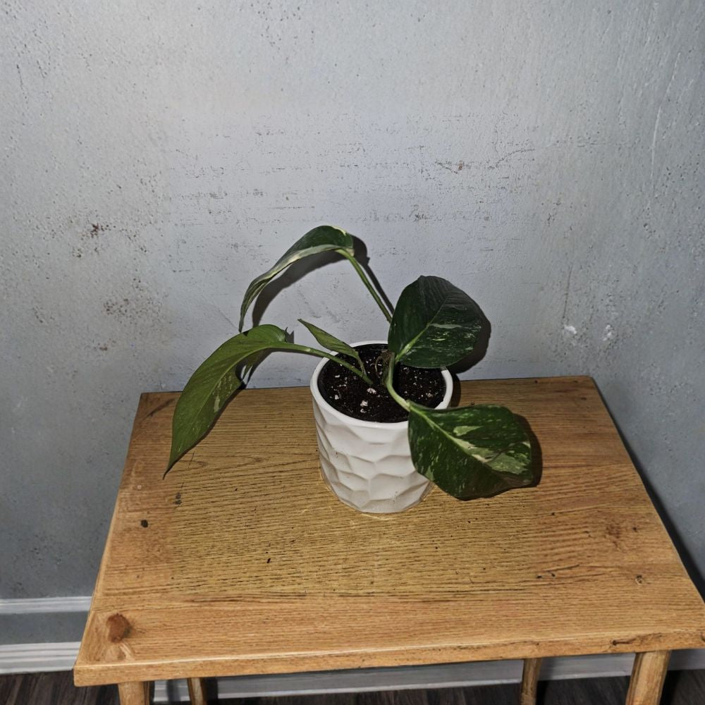 Variegated Albo Pothos – Epipremnum pinnatum Live Rooted Plant | 4 Inch Nursery Pot | Rare Tropical Houseplant | Air Purifying | Easy Indoor Plant