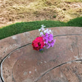 Ivy Geranium Mixed Color Cuttings – 10 Fresh Unrooted Cuttings | Four Color Blend | Trailing Pelargonium Starter Plants | Hanging Basket Friendly