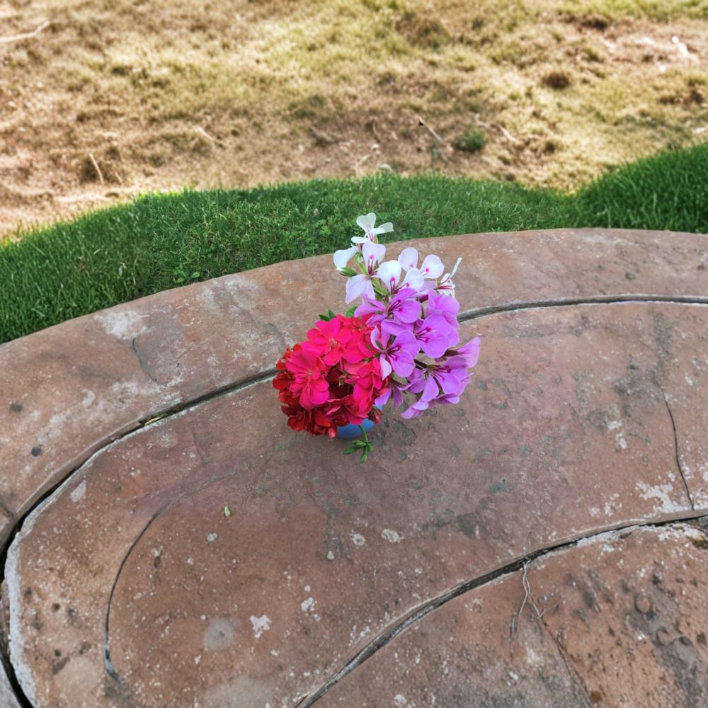 Ivy Geranium Mixed Color Cuttings – 10 Fresh Unrooted Cuttings | Four Color Blend | Trailing Pelargonium Starter Plants | Hanging Basket Friendly