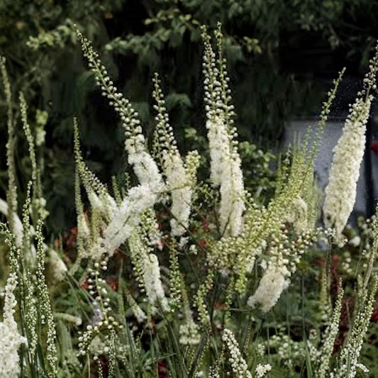 Black Cohosh – 3 Live Bare Root Plants | Actaea racemosa | Native Woodland Perennial | White Flower Spikes