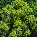 Lady’s Mantle Select Robustica Seeds – 50 Alchemilla mollis Perennial Flower Seeds