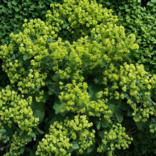 Lady’s Mantle Select Robustica Seeds – 50 Alchemilla mollis Perennial Flower Seeds