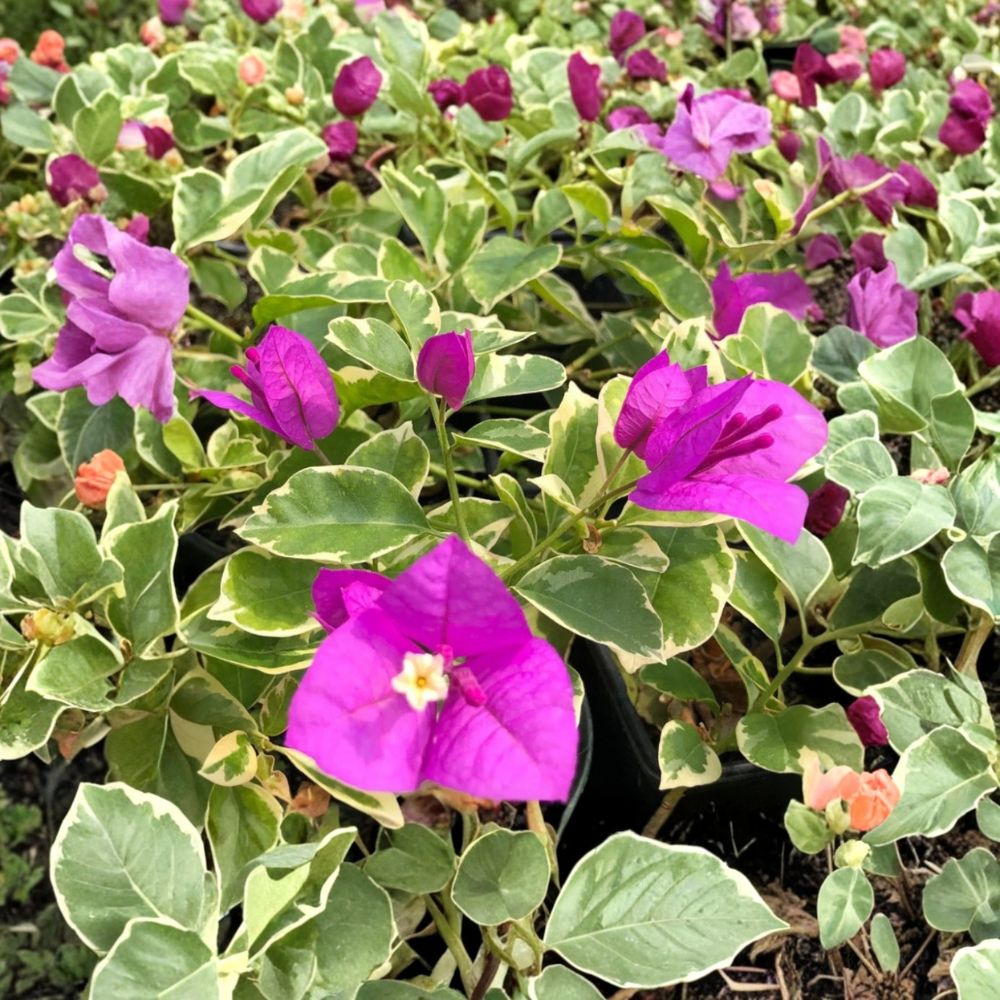 2 Blueberry Ice Bougainvillea Live Plants – Variegated Rooted Starters | 4–6 Inch Tropical Flowering Vines | No Pot