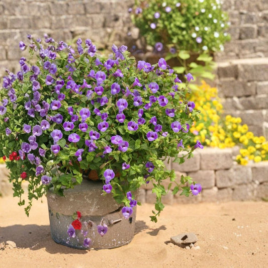 Torenia ‘Summer Wave Trailing Large Blue’ – Live Plant Plug | 1–3 Inches Tall | Blue Flowers | Trailing Annual | Shade Garden | Hanging Basket