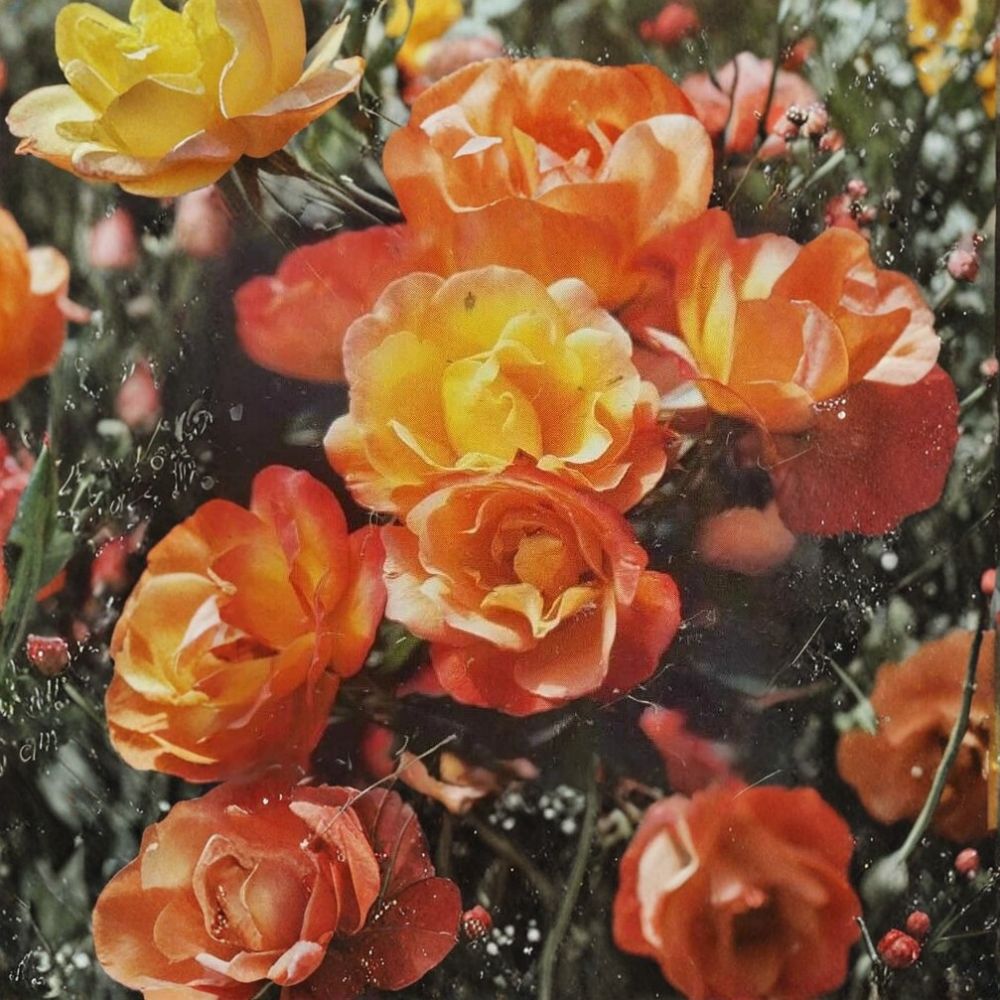 Climbing Piñata Rose – Rosa Hybrid Live Plant | 3 Gallon Size | Yellow & Vermilion Climbing Rose | Includes Root-Wrapped Plant | Stunning Garden Accent | Easy to Grow