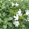 Common Jasmine – Jasminum officinale Live Plants | Set of 2 in 3.5 Inch Pots | Fragrant Climbing Vine | Poet’s Jasmine
