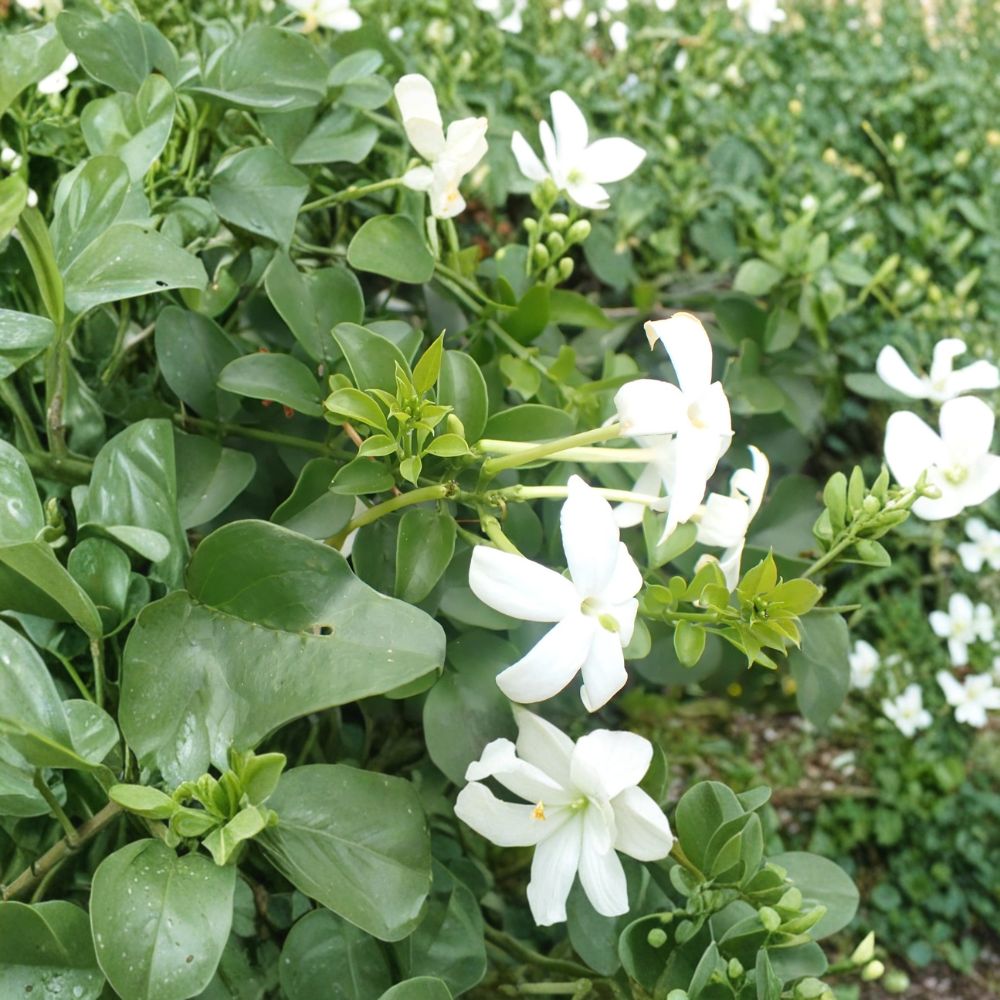 Common Jasmine – Jasminum officinale Live Plants | Set of 2 in 3.5 Inch Pots | Fragrant Climbing Vine | Poet’s Jasmine
