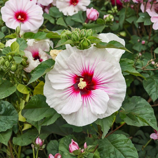Bush Hibiscus 'Angel Eyes' – Live Hardy Hibiscus | White & Raspberry Pink Flowers | 2.5" Pot | Perennial Garden Plant | Zones 4–9