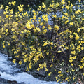 Carolina Jasmine Plant Set of 7 – Gelsemium sempervirens Live Bare Root Vines | 8–10 Inch Yellow Jessamine Climbing Plants | Hummingbird Friendly