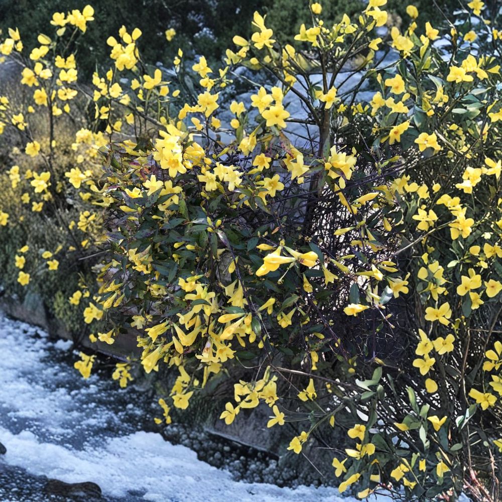 Carolina Jasmine Plant Set of 7 – Gelsemium sempervirens Live Bare Root Vines | 8–10 Inch Yellow Jessamine Climbing Plants | Hummingbird Friendly