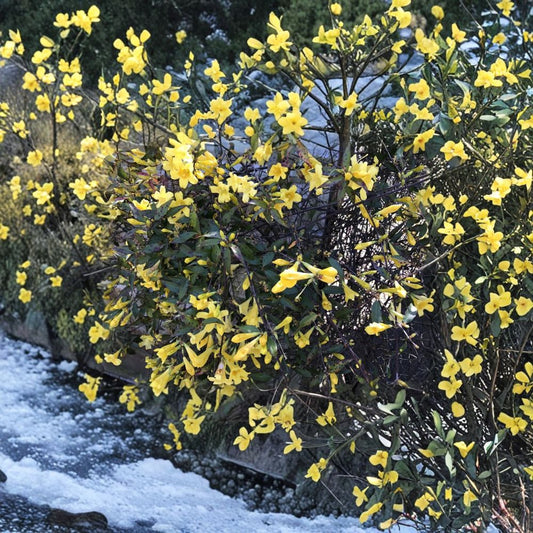 Carolina Jasmine Plant Set of 7 – Gelsemium sempervirens Live Bare Root Vines | 8–10 Inch Yellow Jessamine Climbing Plants | Hummingbird Friendly