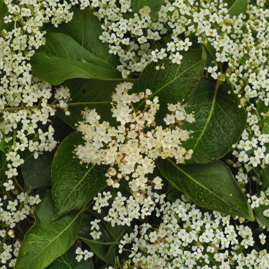 Nannyberry Viburnum Bush – Viburnum lentago Live Bare Root Plant | Native Flowering Shrub | Edible Wildlife Fruit