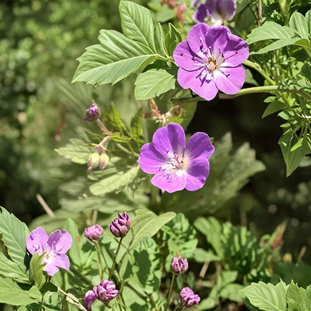 Wild Geranium Bare Root Plants – 2 Geranium Maculatum Woodland Wildflowers | Native Hardy Perennial | Shade Garden Friendly