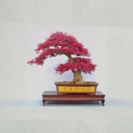 Loropetalum Chinese Fringe Flower – Live Plant | Red Pink Bloom Evergreen Shrub | Bonsai Ready | Colorful Foliage Hedge Plant | Hardy Garden Ornamental
