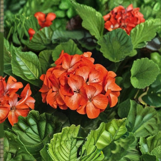 Geranium Pinto Premium Orange Bicolor – Pelargonium Seeds | 1,000 Seeds | Orange & White Blooms | Vigorous Garden Variety | Pot & Landscape Friendly | Easy to Grow