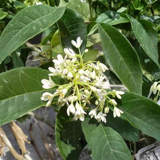 Fragrant Tea Olive – Osmanthus fragrans Live Plant | 2.5 Quart | Sweet Olive | Evergreen Fragrant Shrub | White Flowers | Sun to Partial Shade
