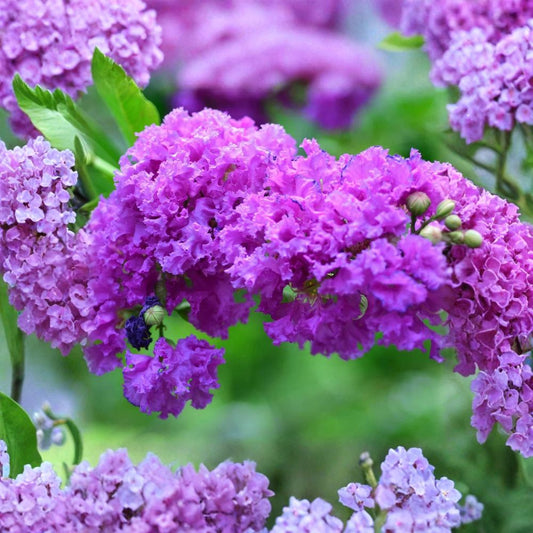 Purple Crape Myrtle – 3 Bare Root Starter Plants | Lagerstroemia indica | Flowering Landscape Shrub