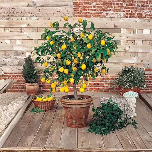 Meyer Lemon Tree – Citrus × meyeri Live Fruit Tree | 8–14 Inches Tall | Rooted Citrus Plant in Pot | May Fruit This Season