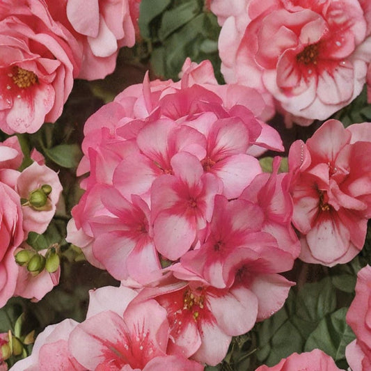 Mavericks Bicolor Geranium Seeds – 8 Annual Pelargonium Seeds | Pink & White Summer Blooms