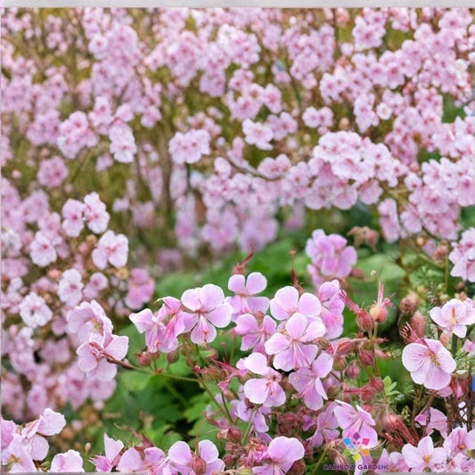 Hanne Geranium Seeds – 25+ Premium Pelargonium Flower Seeds | Vibrant Garden & Patio Blooms | Easy Grow Flowers