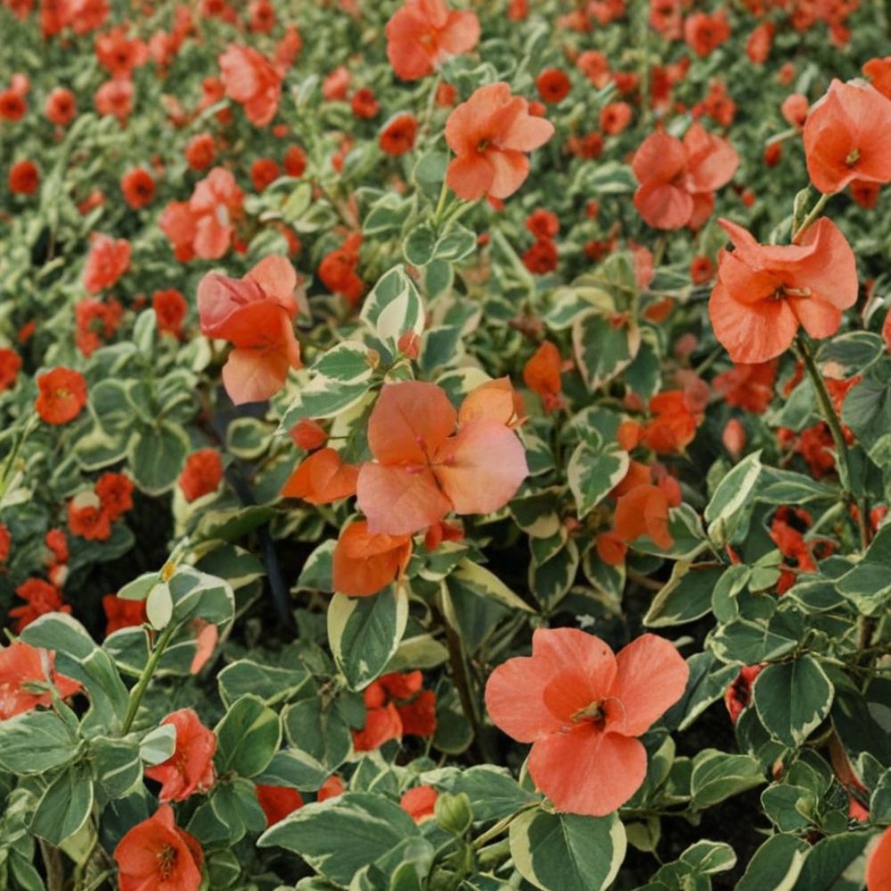 Orange Ice Variegated Bougainvillea Live Starter Plant – Well Rooted in Pot | Tropical Flowering Vine | Orange Bracts | Easy to Grow