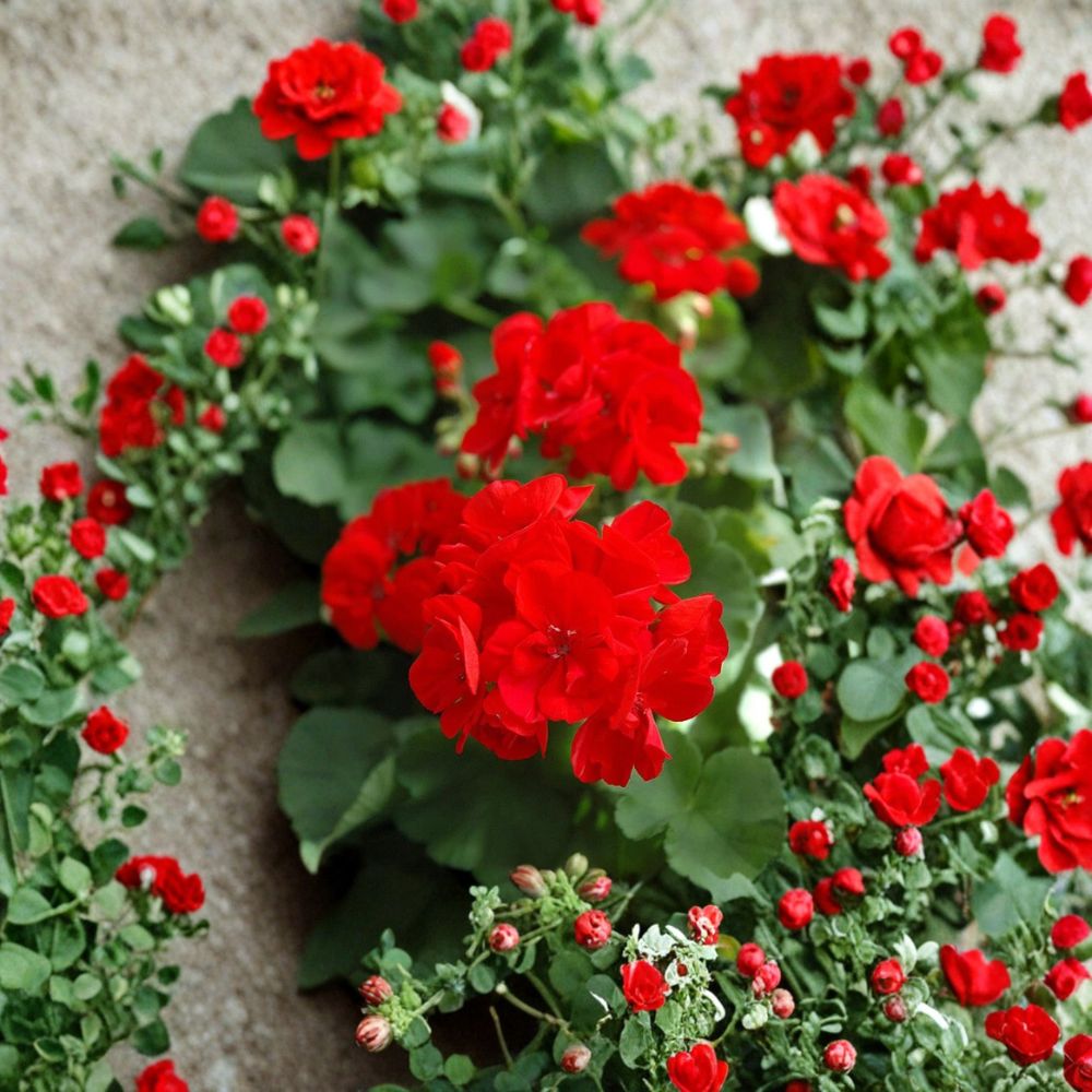 Red Geranium Cuttings – 20 Fresh Unrooted Cuttings | 5–8 Inch Starter Plants | Easy to Root Pelargonium | Patio & Garden Friendly