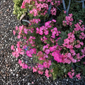 Hot Pink Ivy Geranium Cuttings – 12 Organic Pelargonium Cuttings | Easy to Root Flower Plant | Patio & Hanging Basket Friendly