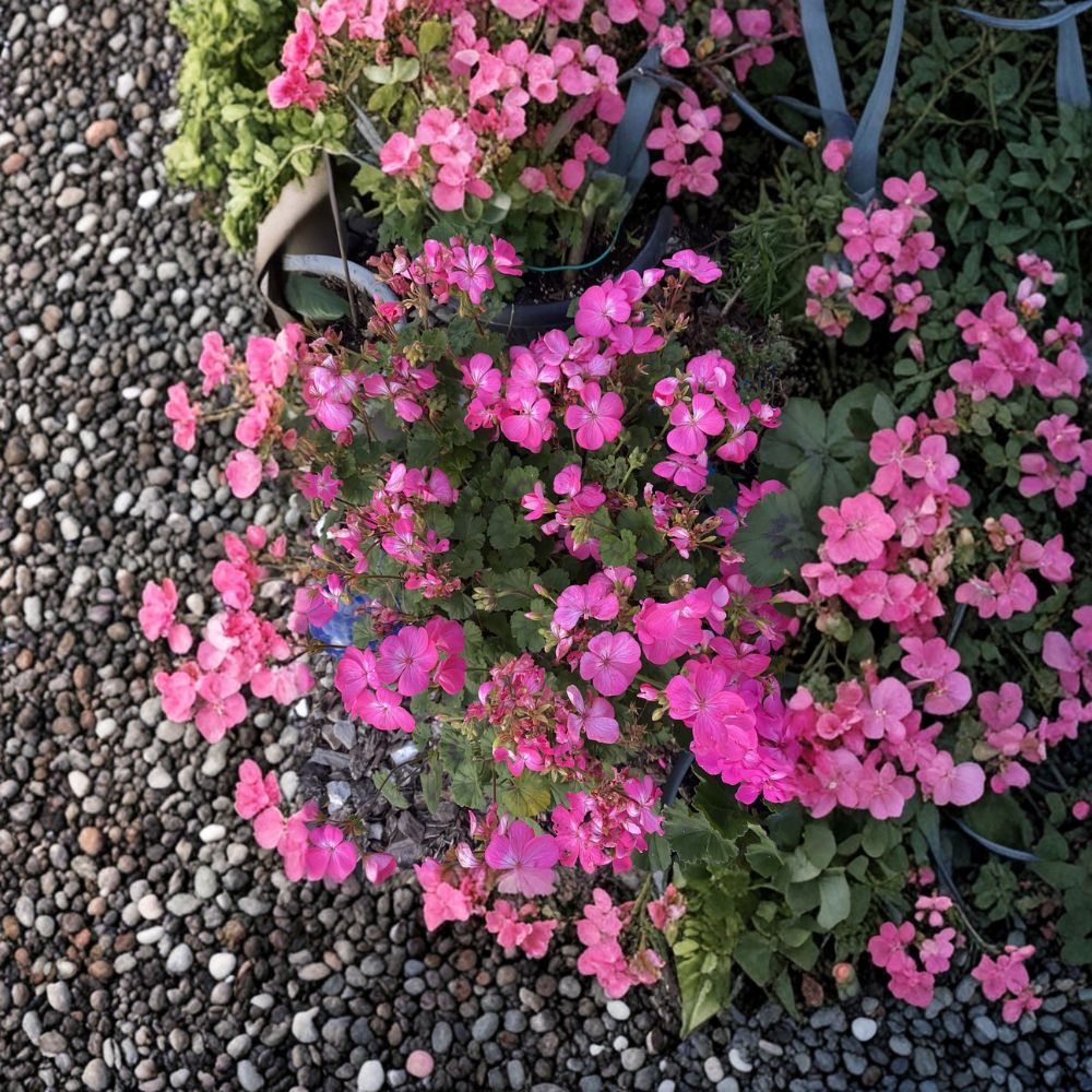 Hot Pink Ivy Geranium Cuttings – 12 Organic Pelargonium Cuttings | Easy to Root Flower Plant | Patio & Hanging Basket Friendly