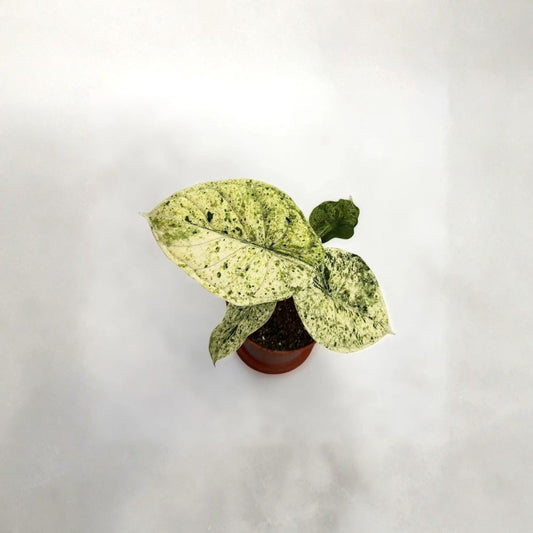 Mint Dragon Scale Alocasia – Alocasia baginda Live Plant | 4 Inch Pot | Textured Mint Green Foliage | Tropical Houseplant | Collector-Friendly Indoor Plant