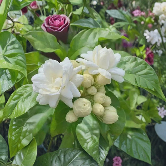 Arabian Jasmine Seeds – Jasminum sambac | 10 Seeds | Pure White Fragrant Flowers | Indoor Outdoor Bonsai Plant