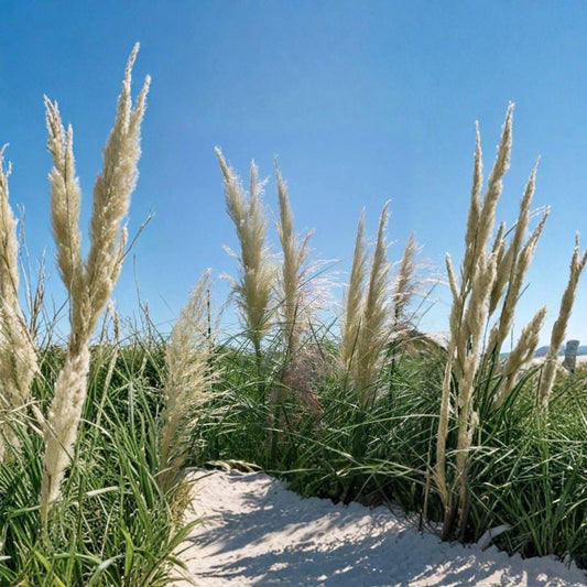White Pampas Grass – Cortaderia selloana Live Plant | 1 Gallon Size | Large Ornamental Grass | Includes Root-Wrapped Plant | Landscape Accent | Easy to Grow