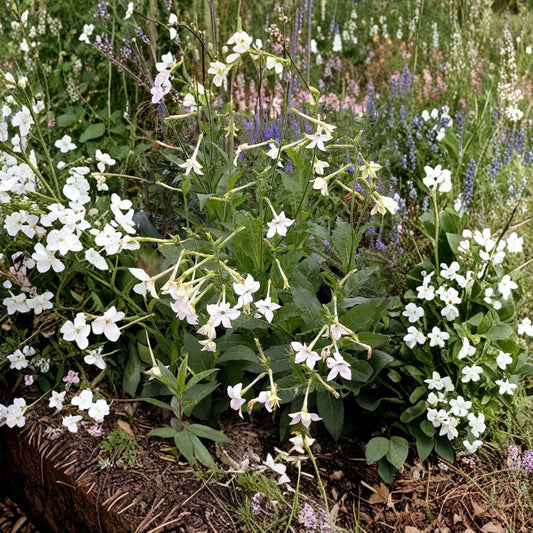 Nicotiana Alata Seeds 2000+ – Jasmine Tobacco Winged Flower Seeds | Fragrant Night Blooming Pollinator Plant | Bulk Garden Seeds
