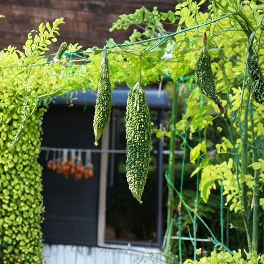 Live Green Bitter Melon Plant – Momordica charantia | 8" Tall | 4" Pot | Edible Vegetable Vine | Tropical Garden Plant