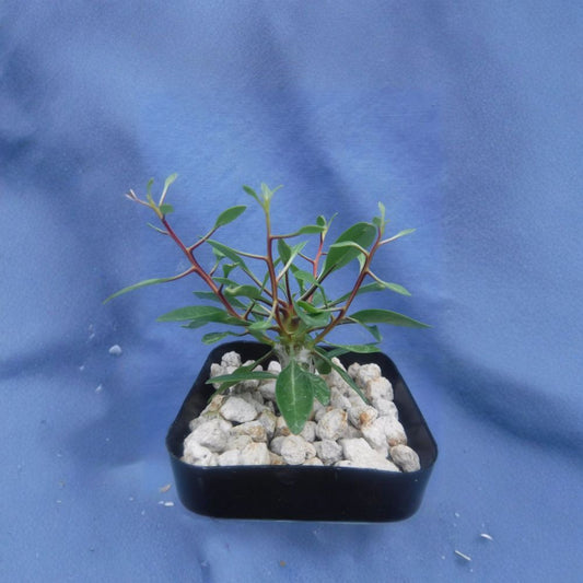 Boojum Tree Live Plant – Fouquieria columnaris | 2 Inch Potted Starter | Rare Desert Tree | Dormant Winter Grower
