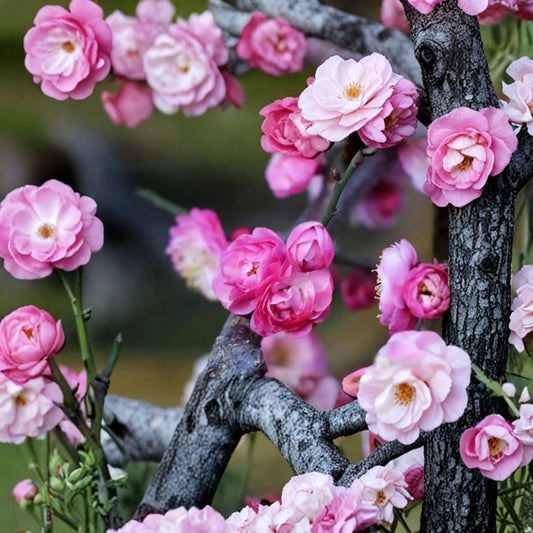 Peach Pink Ume Tree – Prunus mume Live Plant | Taohong Taige Flowering Apricot | Double Fragrant Blossoms | Ornamental Plum Tree | Early Spring Bloom
