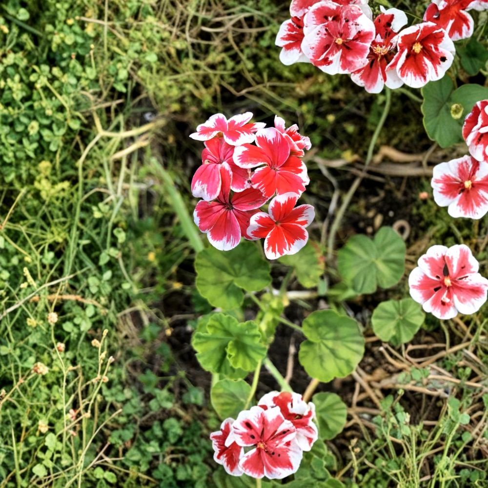 Rare Red & White Zonal Geranium Cutting – Pelargonium Live Starter Cutting | 6 Inch Fresh Unrooted Plant | Hardy Blooming Variety | Easy to Root