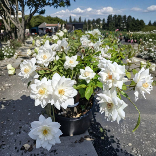 Iceberg Floribunda Rose – Rosa Hybrid Live Bush Plant | 3 Gallon Size | Pure White Flowering Rose Shrub | Repeat Blooming Floribunda | Garden Favorite