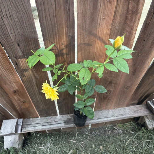 Yellow Mellow Rose Live Plant – 1–2 Feet Tall | Yellow Rose Bush | Grown in Grow Bag | Ready to Transplant | Garden & Landscape Rose