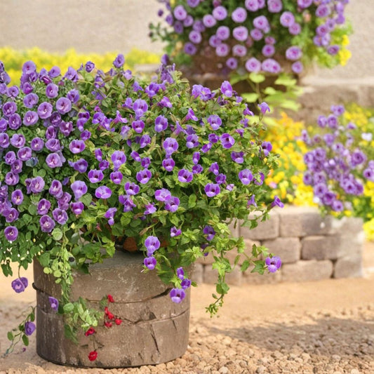 Torenia ‘Summer Wave Trailing Large Blue’ – Live Plug Plant | 1–3 Inches Tall | Blue Flowers | Trailing Annual | Hanging Basket & Container Plant | Shade Loving