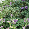 Lavender Pinwheel Geranium Seeds – 25+ Premium Pelargonium Flower Seeds | Lavender Garden & Patio Blooms